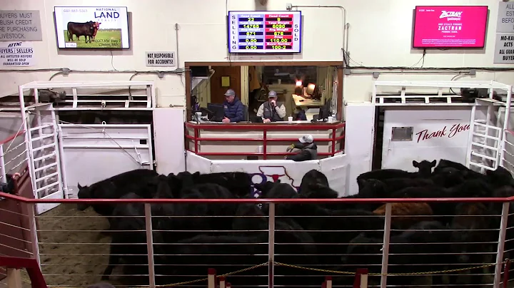 1-21-21 Weaned Steers 21 hd. 668 lbs. @ $144.00 Th...