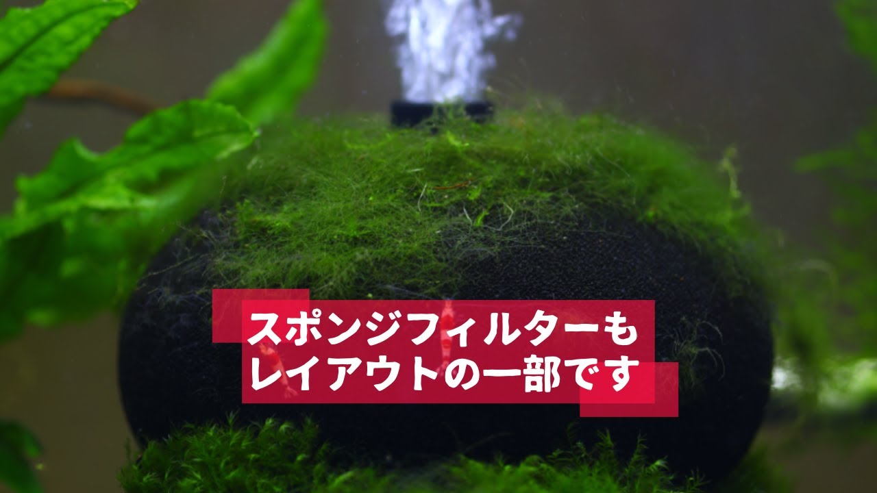レッドビー】スポンジフィルターさえレイアウトの一部になります