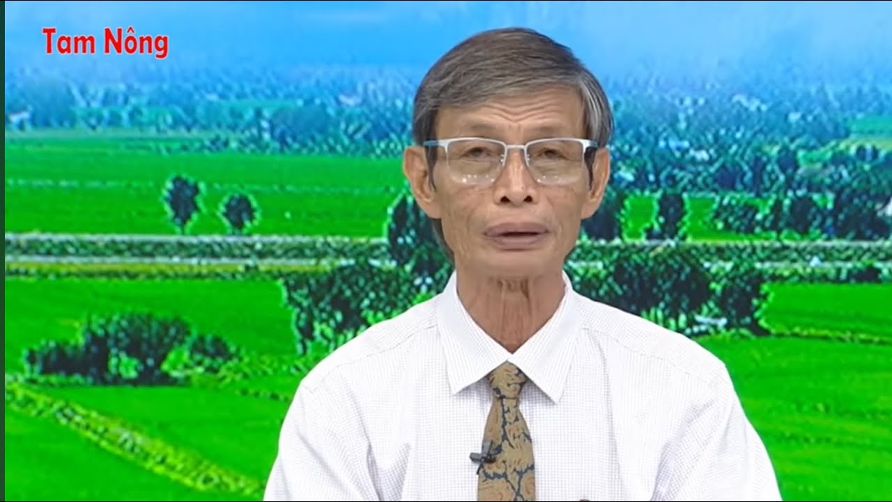 Phòng trị đạo ôn khi mưa nhiều