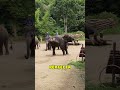 Elefante jugando al futbol mejor que argentina!! 😂