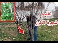 تقليم شجرة الكرز Pruning The Mature Cherry Tree 