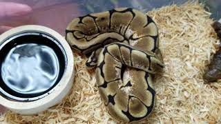 Celebrity MORE HOLD BACKS FROM 2017 Profile