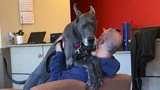 Even the Big dogs turn small at the vet Funny Dog's Reaction