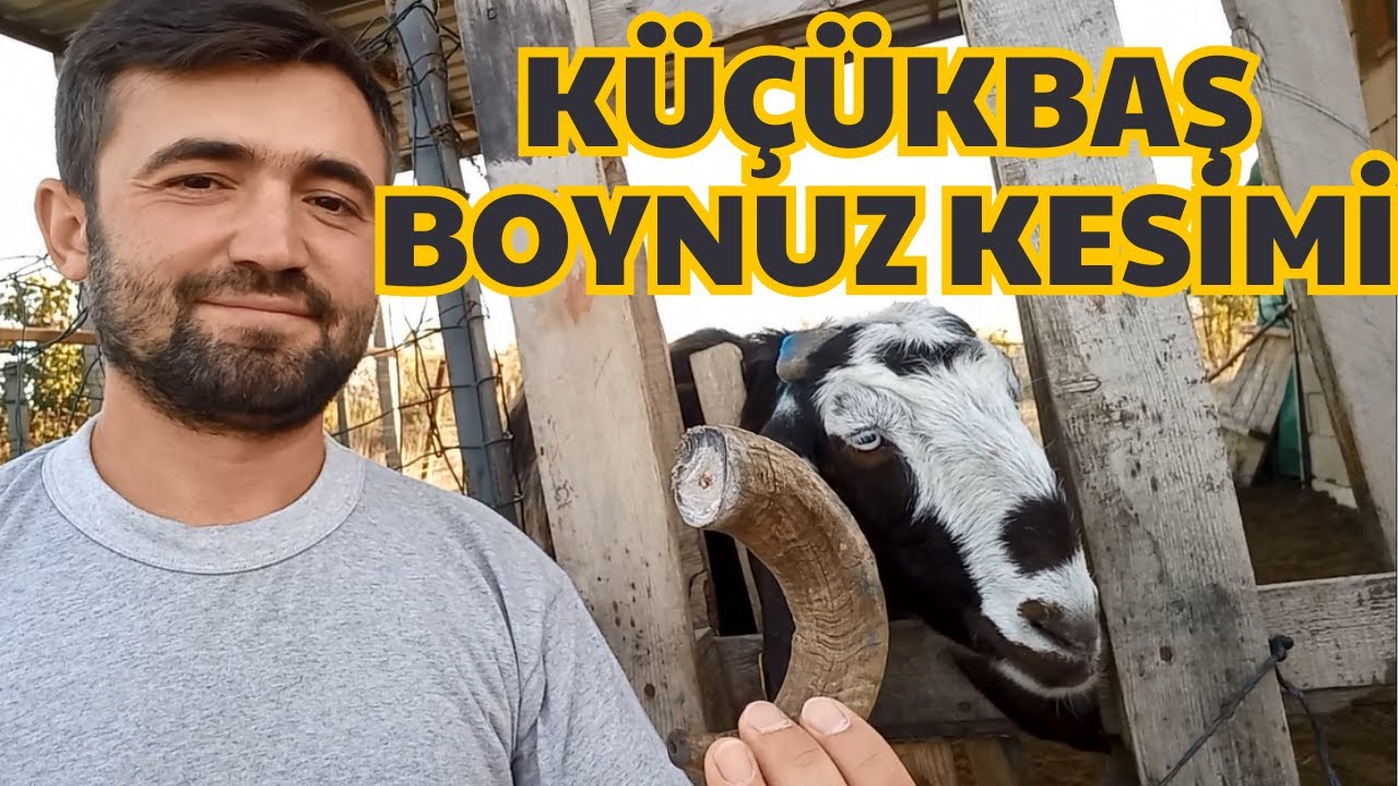 TEL İLE BOYNUZ KESME !! | Boynuz Kesimi | Keçi Boynuz Kesimi !!