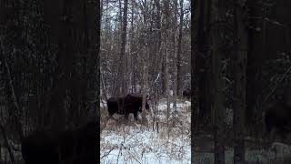 You Won’t Believe What My Trail Cam Caught 👀
A few quick clips captured on my Voopeak / Campark TC37 WiFi trail camera 🎥
You’re only seeing the highlights here…
👉 Click the link below to see more footage
https://youtu.be/3YhZVfa5HrM
#trailcam #trailcamera #wildlife #outdoors #caughtoncamera #shorts You Won’t Believe What My Trail Cam Caught 👀