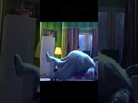 МИНИАТЮРНАЯ СОБАКА I Все звёзды юмора и шоу бизнеса на ЮМОР TV #юмор #приколы #шутки #вайны #смех