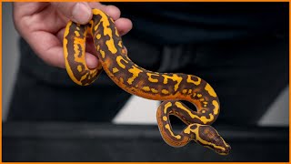 Celebrity Light vs Dark MONARCH Pied Combos! Profile