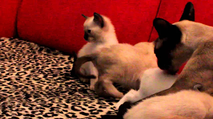 Video 1318681: siamese burmese, burmese breed, cats cattery, kitten