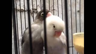 Download Lagu Lovebird batman MP3 Download Lagu Lovebird batman MP3