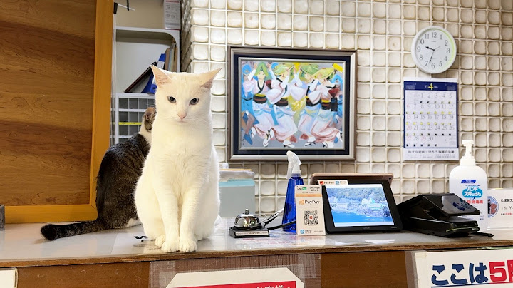 40 Cats!? Staying at Japan’s Amazing Cat Hotel with a Stunning Hot Spring🐈🏨