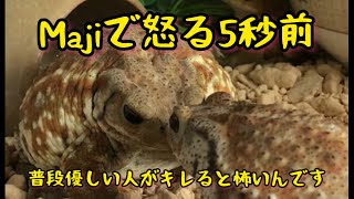 Expression of Angry Toads//Majiで怒る5秒前の蛙が可愛すぎた