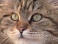 Siberian Cat Barcelona の動画、YouTube動画。