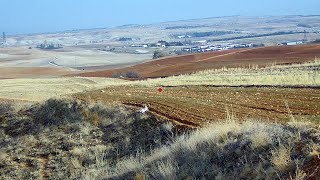 Bol Karavana Tavşan Avı, Heyecanlı Takip