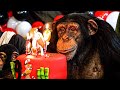 Sugriva the Chimpanzee 9th Birthday | Myrtle Beach Safari