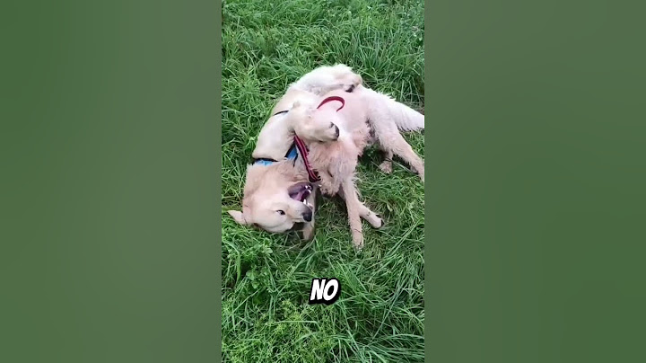 ✨MEU CACHORRO GOSTA DE BRINCAR