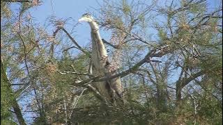 0300042 The Gray Heron.