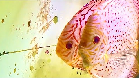 Cá Dĩa: sinh sản tập 1