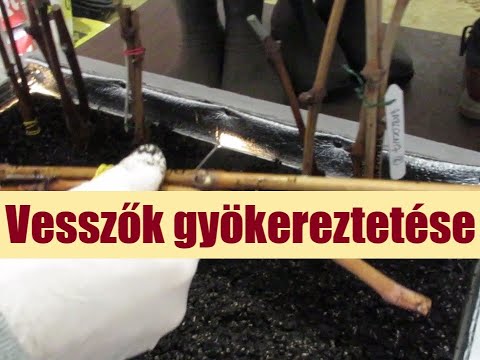 Videó: A raklapfát vegyszerekkel kezelik?