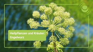Für was ist Engelwurz gut?