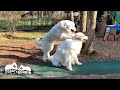 絶対に負けないルンルンと絶対に勝たないアラン　Great Pyrenees　グレートピレニーズ