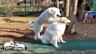 絶対に負けないルンルンと絶対に勝たないアラン　Great Pyrenees　グレートピレニーズ