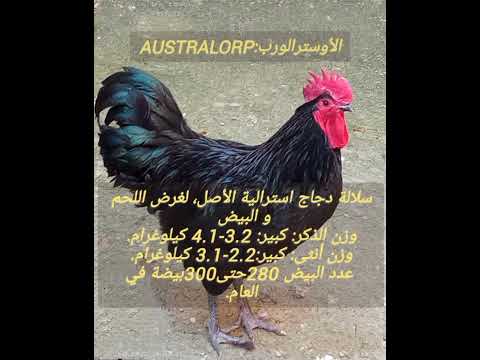 فيديو: لماذا لا تضع australorp بيضها؟