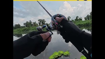 Câu cá lóc U Minh Thượng luôn mang lại cảm giác khác biệt #caucaloc