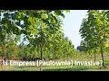 Is Empress (Paulownia) invasive?