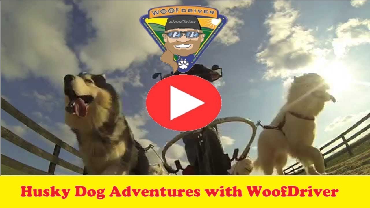 Adventures of Husky Dogs - It's TIME to ROLL The Track dog puppy cat kitten