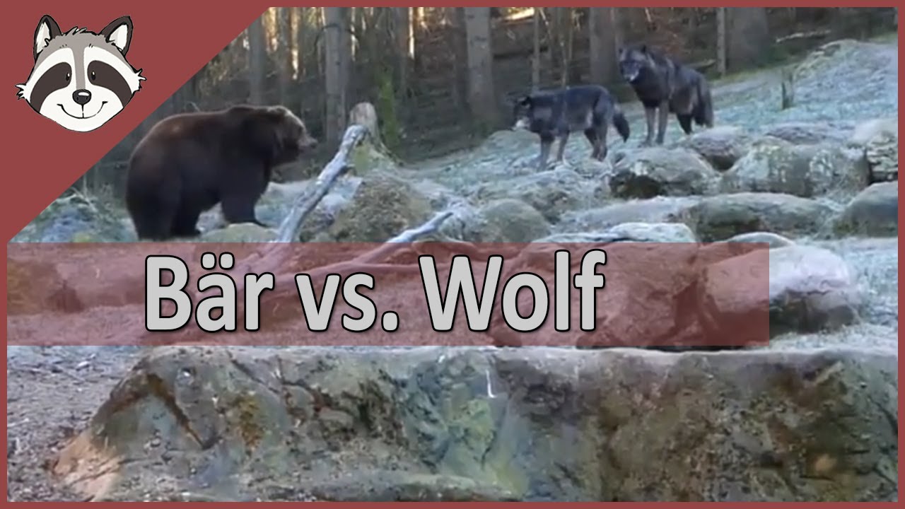wildpark lüneburger heide adac wildpark lüneburger heide adac