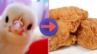 Inside a Modern Poultry Farm Technology: How Chicken Farms Produce Millions of Eggs and Chicken Meat by Stellar Eureka 4,390 views 6 months ago 20 minutes