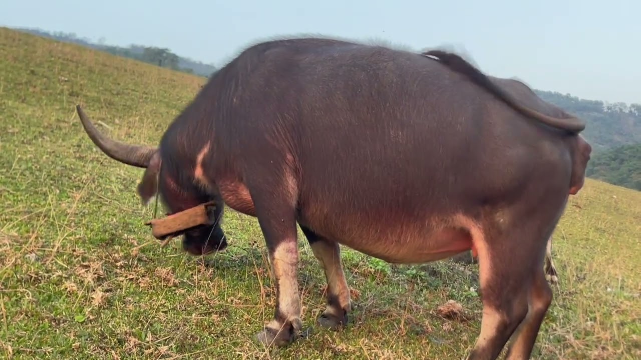 Ngày Xuân với cuộc sống và phong cảnh tuyệt đẹp trên bản vùng cao yêu thương.