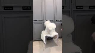 HOW TO GROOMS BICHON FRISE'S NICELY  #dog #puppyvideos #cutedog #dogstylist
