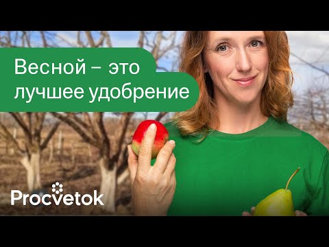 ЯБЛОНИ И ГРУШИ БУДУТ ЛОМИТЬСЯ ОТ УРОЖАЯ после этой подкормки весной!