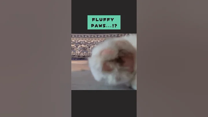 Video 10820131: cat cutecat funny, adorable little cat, sleepy cat, cutest little cat, adorable cats show, face cat, cat japanese, cuteness cutecat