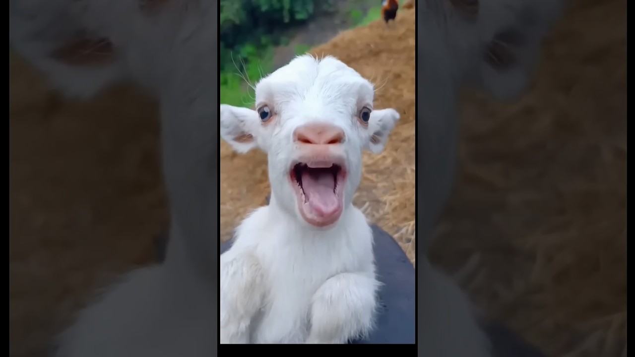 goat video baby goat 