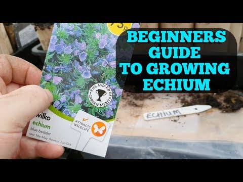 Βίντεο: Tower Of Jewels Plant Care - How To Grow Echium Tower Of Jewels Flower