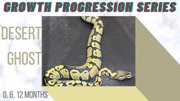 Desert Ghost Ball Python Baby to Sub-Adult Size Growth- Growth Progression Series