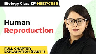 Class 12 Biology Chapter 3 | Human Reproduction Full Chapter Explanation (Part 1) (2022-23)