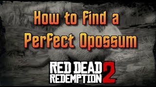 RDR2 - How To Find A Perfect Opossum