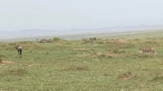 Wildebeest Turns The Tables On A Cheetah