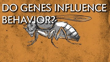 How Do Genes Influence Behavior? - Instant Egghead #18