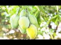 আমার ছাদ বাগানে দেখেন কত সুন্দর আম ধরেছে #gardening #fruitgardencake #fruit #garden