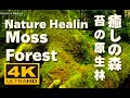 4K 苔の森（コケの森）八ヶ岳  More beautiful Moss forest in the world 癒しの森 白駒池  Healing Relaxation もののけの森 リラックス