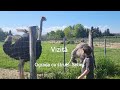 #shorts #farming #short #views #viralvideo #reaction #video