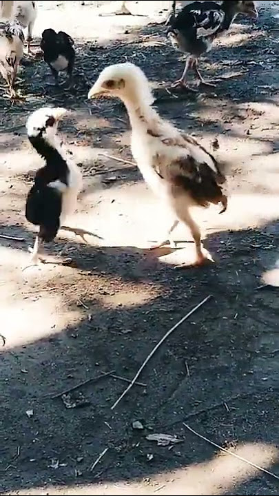#Aseel #chicks #fight