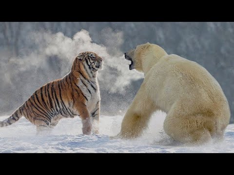 Video: Di manakah habitat harimau salji?