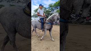 CAVALO PEDRÊS DE DIREITA, BEM ZELADO DA PELAGEM DIFERENCIADA 💥🚀#cavalo #vaquejada #vaqueiro