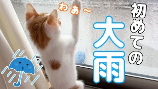 初めての大雨に大興奮な子猫