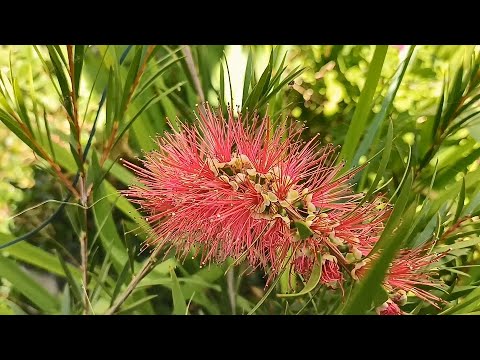 Βίντεο: Methods Of Propagating Bottlebrush - How To Propagate Bottlebrush Trees